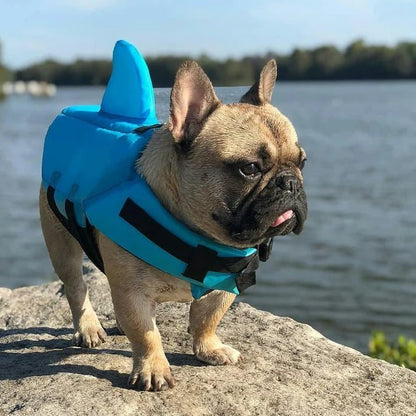 French Bulldog in a blue shark fin life jacket standing on a rock by the lake, ready for a safe swimming adventure.