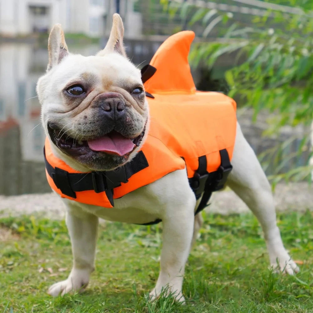 Happy French Bulldog wearing an orange shark life jacket, ready for fun and safe water adventures.