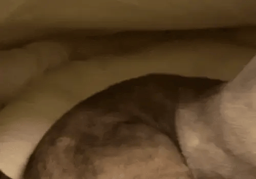 cat shell bed shown as a cosy enclosed hideaway