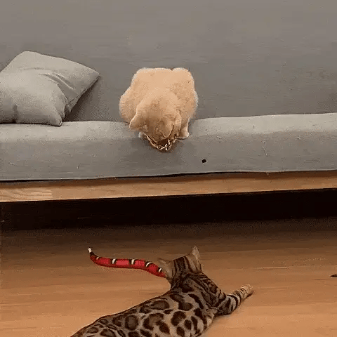 Two cats watching a moving snake toy for cats near a sofa