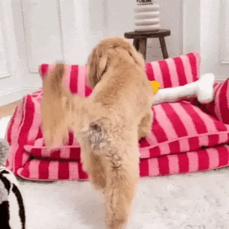 curly-haired dog jumping onto a dog sofa bed for small dogs in a bright room