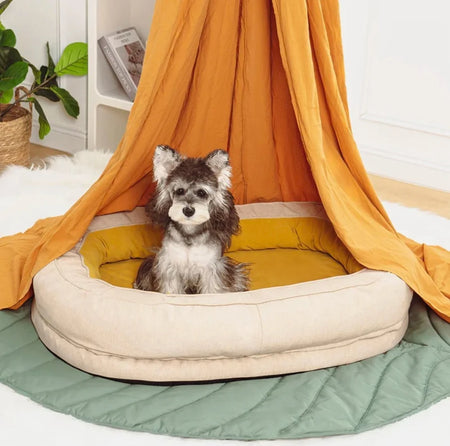 Small dog sitting on a cozy soft oval donut dog bed with a yellow cushion, perfect for comfort and relaxation.