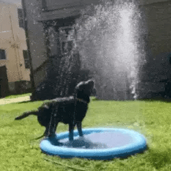 Black dog leaping in a dog pool splash pad beneath the upward spray