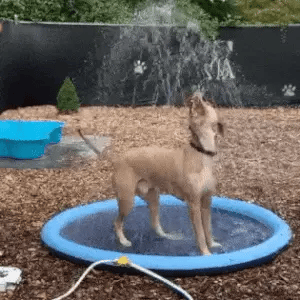 Tan dog standing in a dog splash pad sprinkler pool and biting at the water spray