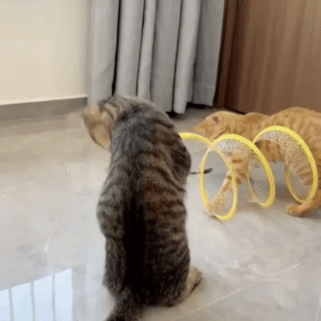 Two cats chasing, pouncing, and playing with a cat spiral toy