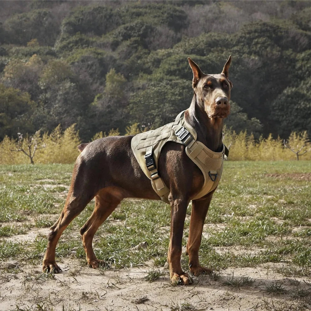 Doberman wearing a tactical dog harness vest in a natural outdoor setting, showcasing durability and strength.