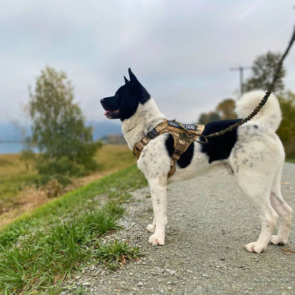 Large dog wearing a tactical harness vest with a handle, perfect for outdoor walks, training, or service dogs.