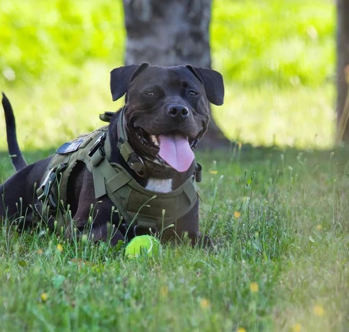 Black dog wearing a tactical harness vest, lying on grass with a tennis ball, ideal for outdoor activities.