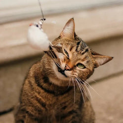 Cat toy that mimics bird as a tabby cat plays with a feather on a string