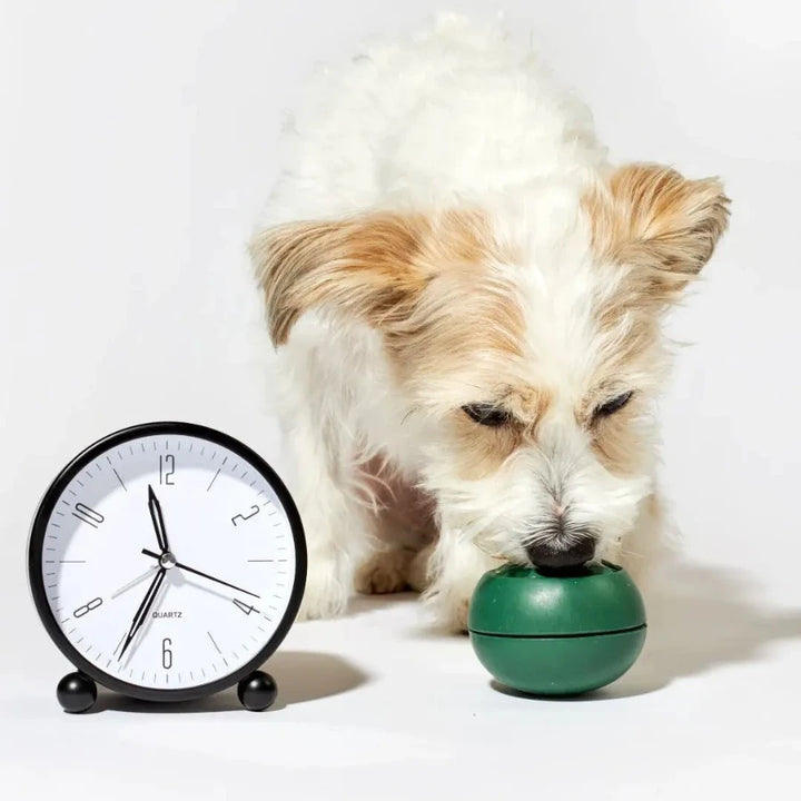 Small dog licking toy dog beside a clock on a white background