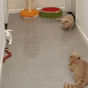 Three cats watching and playing with a snake toy for cats in a hallway