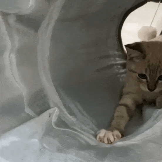 cat paws at the hanging toy inside a plush cat tunnel bed