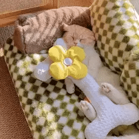 Cozy cat resting on a soft vintage-style sofa bed, perfect for pets who love comfort and warmth.