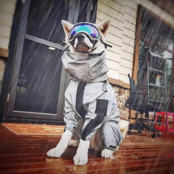 Dog walking waterproof coat on a dog wearing goggles in the rain