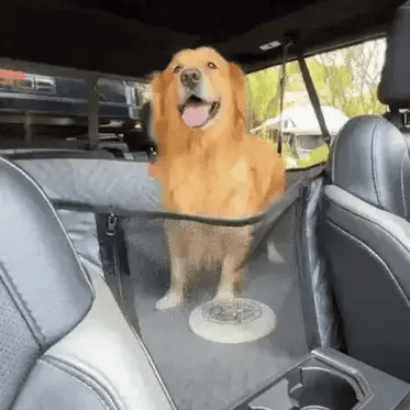 Happy dog standing on a car seat cover with a hard bottom, protecting the vehicle's interior