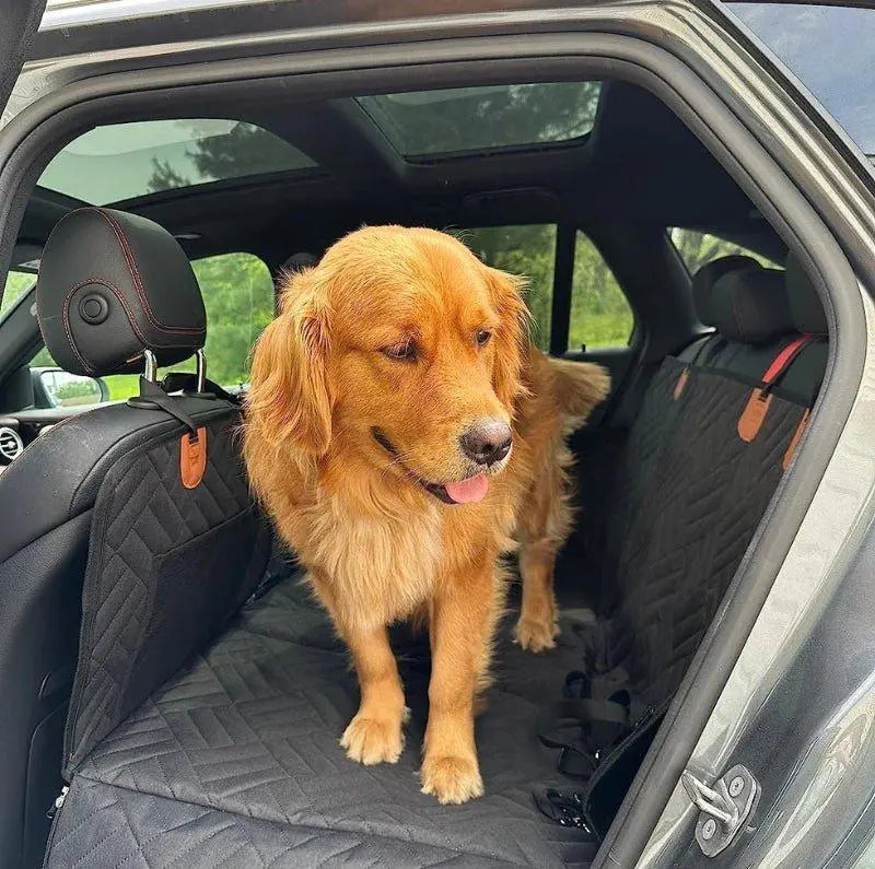 Golden Retriever standing on a waterproof dog car seat cover, ensuring comfort and cleanliness during travel.